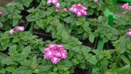 Fototapeta premium Blooming pink verbena hybrida seedlings in small black plastic pots. Garden vervain flowers inside commercial greenhouse tray ready for retail sale. Gardening and horticulture plant concept.