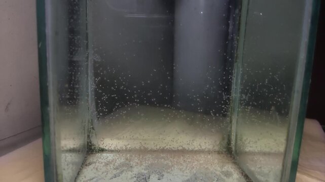 Microscopic Water Fleas Daphnia Swimming in Aquarium Water Plankton Life for Fish Feed