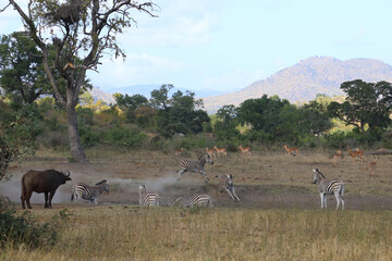 Naklejka premium Steppenzebra / Burchell's zebra / Equus quagga burchellii