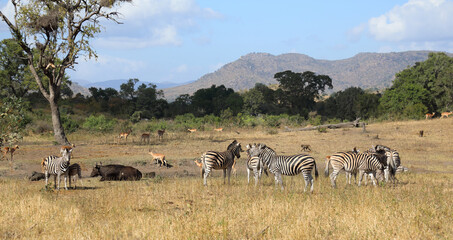 Naklejka premium Steppenzebra / Burchell's zebra / Equus quagga burchellii