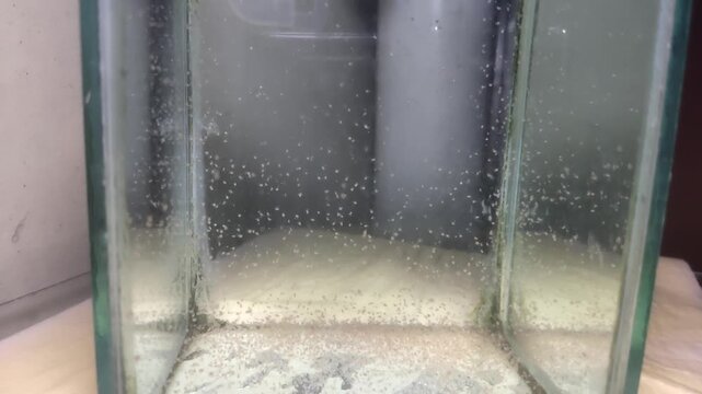 Microscopic Water Fleas Daphnia Swimming in Aquarium Water Plankton Life for Fish Feed