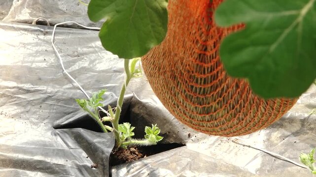 Watermelon agriculture process showing growth stages with fruit suspended in netting above soil on plastic mulch in a sunny field