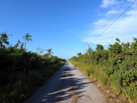 Abandoned or disused road with overgrown vegetation, wildflowers, ||abandoned