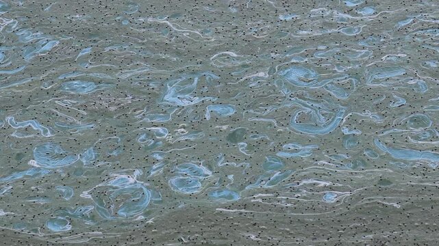 Swirling blue green algae blooming on the surface of polluted water