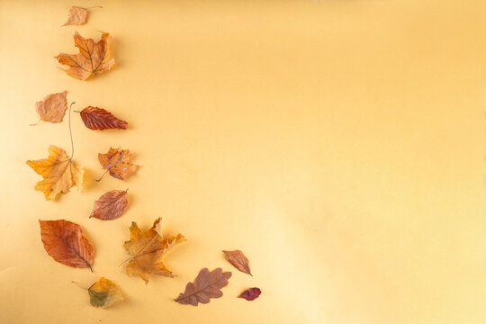 Bank card template with fall leaves. Flat lay composition with blank space and autumn leaves on golden yellow background 
