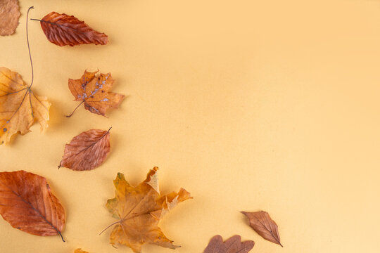 Bank card template with fall leaves. Flat lay composition with blank space and autumn leaves on golden yellow background 