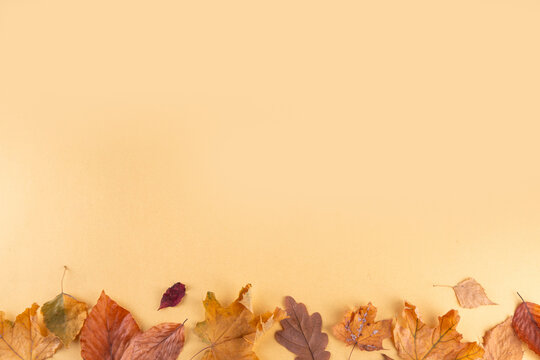 Bank card template with fall leaves. Flat lay composition with blank space and autumn leaves on golden yellow background 