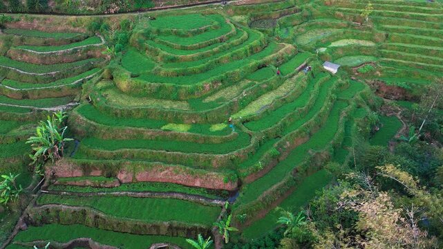 Aerial view of lush green rice terraces. Terraced fields cascade down steep hillsides. Water channels flow between cultivated rows. Palm trees dot the landscape among terraces
