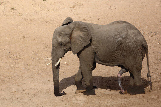 Afrikanischer Elefant / African elephant / Loxodonta africana
