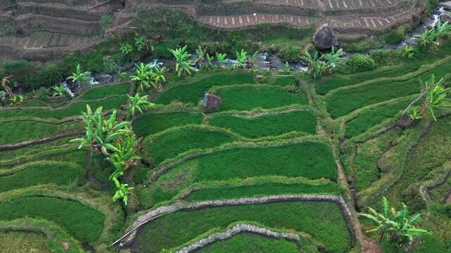 Aerial view of lush green rice terraces. Terraced fields cascade down steep hillsides. Water channels flow between cultivated rows. Palm trees dot the landscape among terraces