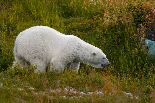 Polar bear - Ursus maritimus