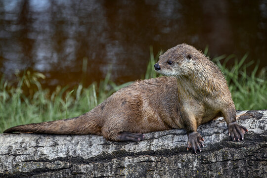 River otter - Lontra canadensis