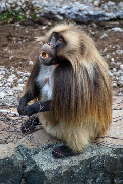 Gelada baboon - Theropithecus gelada