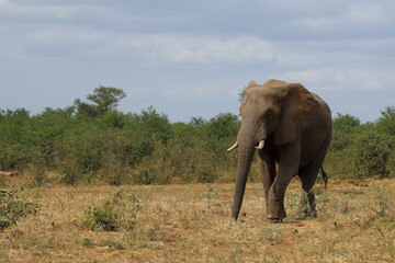 Fototapeta premium Afrikanischer Elefant / African elephant / Loxodonta africana