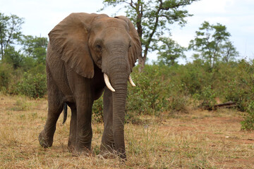 Fototapeta premium Afrikanischer Elefant / African elephant / Loxodonta africana