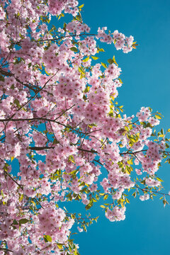 pink cherry blossom or sakura flower in spring with blue sky