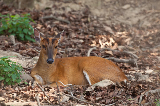 Female muntjac deer lying on dry leaves in the forest looking at camera
