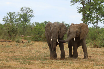 Fototapeta premium Afrikanischer Elefant / African elephant / Loxodonta africana