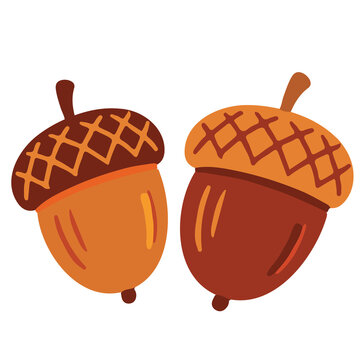 Set of two brown autumn acorns oak nuts fall vector illustration