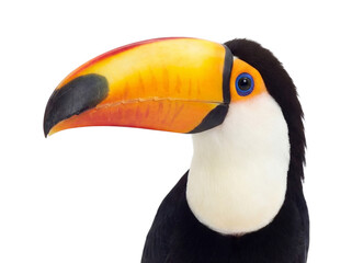 Naklejka premium Toucan portrait, closeup. Isolated on transparent background (PNG)