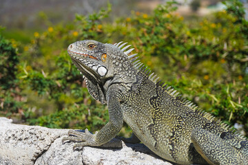 Fototapeta premium Detailed close-up of a green iguana resting on a stone wall with green tropical nature in the background in Curaçao. Wildlife profile shot showing scales, spikes, and head details in sunlight.