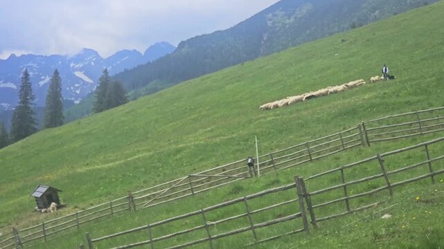 Flock of sheep grazing on green mountain slope with shepherd and dog under picturesque alpine peaks