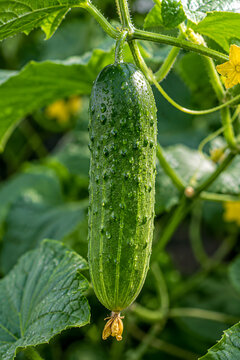 Close-up of a ripe organic cucumber ready for harvest