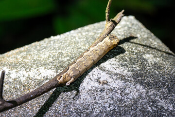 Fototapeta premium Earthworm crawls over rough, textured stone surface. Tiny creature moves cautiously along natural, outdoor terrain. Grayish-brown body contrasts against pale rock and green foliage