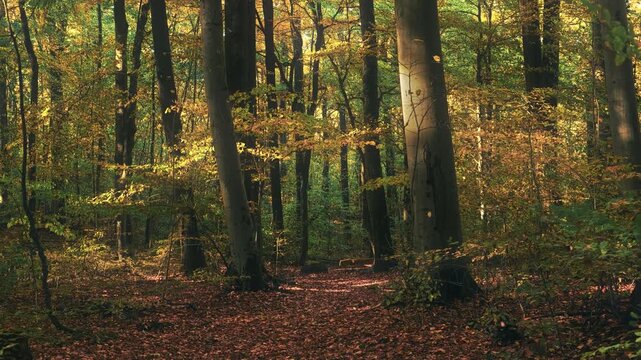 Moving under the trees of a sunny forest with autumn colors and falling leaves
