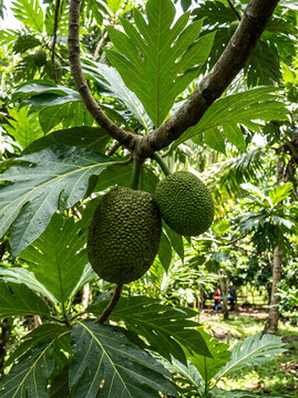 Fresh breadfruit hanging on a tree branch with green leaves