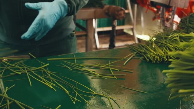 Workers in uniform, gloves sorting green onions on conveyor belt employee packing in bags, placing in boxes. Factory setting, herb spice processing, industrial agriculture. Slow motion close up