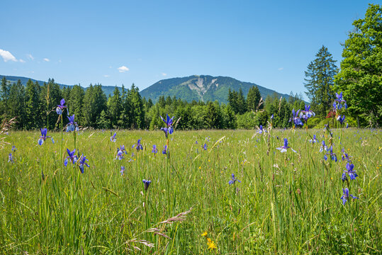 Wet meadow with blooming blue irises and a mountain view, Ammergau alps, bavaria