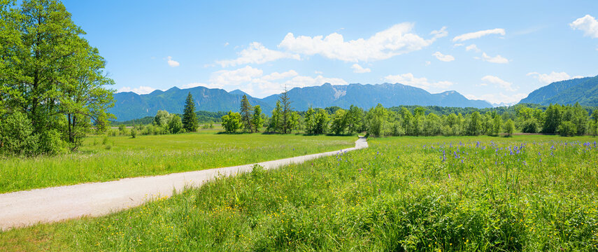 nature sanctuary Murnauer Moos landscape bavaria, with iris wildflowers