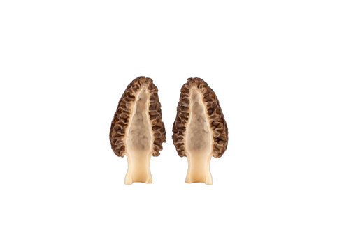 Split Black Morel Revealing Its Hollow Chamber and Deeply Pitted Cap, Wild Foraged Fungi on Pure White