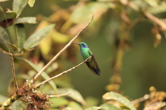 The lesser violetear (Colibri cyanotus crissalis ), also known as the mountain violet-ear, is a medium-sized, metallic green hummingbird species. This photo was taken in North Peru.