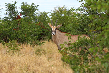 Naklejka premium Roanantilope oder Pferdeantilope / Roan antelope / Hippotragus equinus