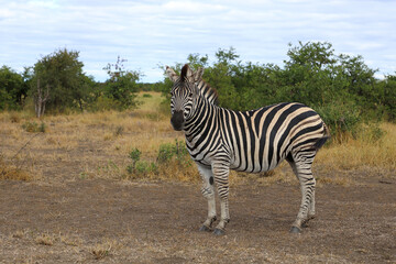 Steppenzebra / Burchell's zebra / Equus quagga burchellii © Ludwig