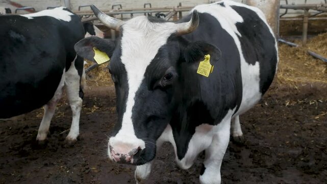 A tagged black and white holstein dairy cow stands in a muddy indoor barn enclosure facing the camera directly.