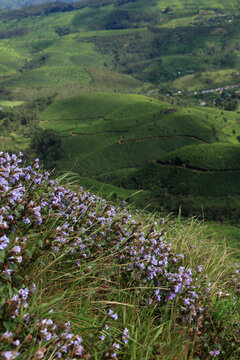 Strobilanthes kunthiana, commonly known as Neelakurinji or Kurinji, blooming with vibrant purple flowers in the hills of Munnar, Kerala, India