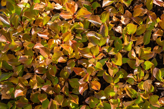 Autumn leaves of halberd willow (Salix hastata) shrub close up. Macro of orange and green foliage near Sebystey river source, Chikhachev Ridge, Altai Mountains, Siberia, Russia