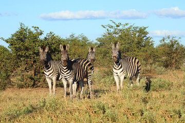 Naklejka premium Steppenzebra / Burchell's zebra / Equus quagga burchellii