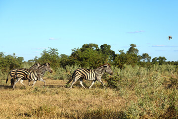 Naklejka premium Steppenzebra / Burchell's zebra / Equus quagga burchellii