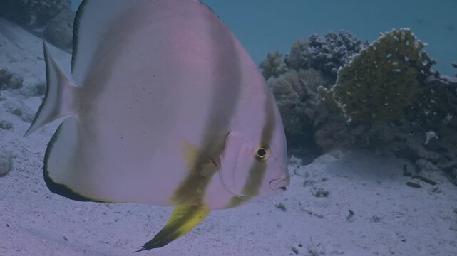  Batfish near sand seabed.