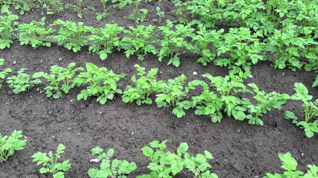 Rows of planted potatoes, green leaves, and watered soil.