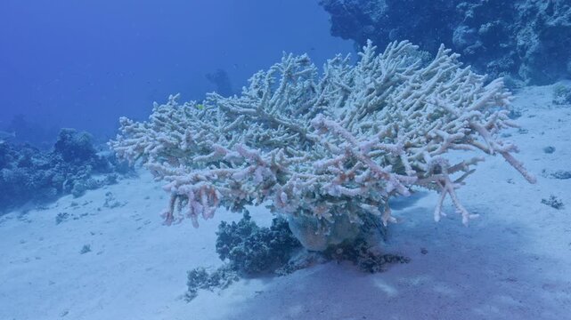 Bleached staghorn coral.