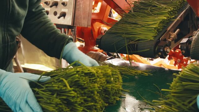 Workers in uniform, gloves sorting green onions on conveyor belt employee packing in bags, placing in boxes. Factory setting, herb spice processing, industrial agriculture. Slow motion close up