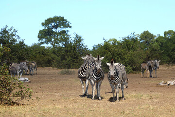 Steppenzebra / Burchell's zebra / Equus quagga burchellii © Ludwig