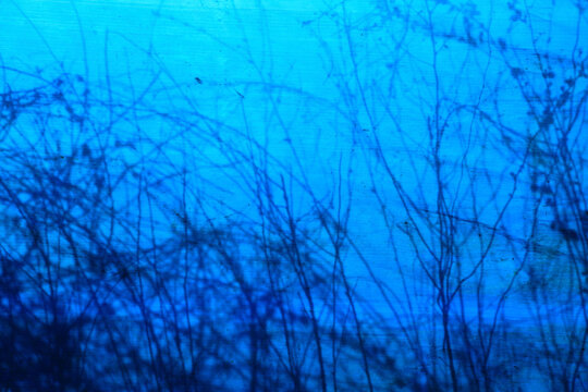 Abstract shadow of a bush cast on a blue textured background, creating a minimalist natural pattern with strong contrast