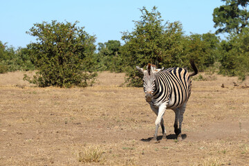 Naklejka premium Steppenzebra / Burchell's zebra / Equus quagga burchellii
