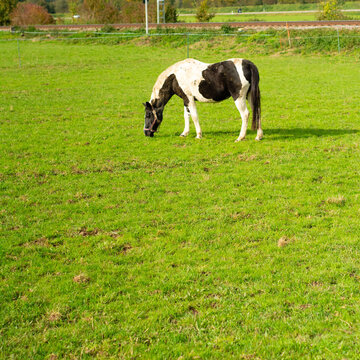 Majestic spotted horse grazes peacefully in a lush green pasture under a clear blue sky in the countryside during a bright afternoon